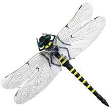 超ビッグヤンマくん