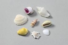 ミックスシェル　10g