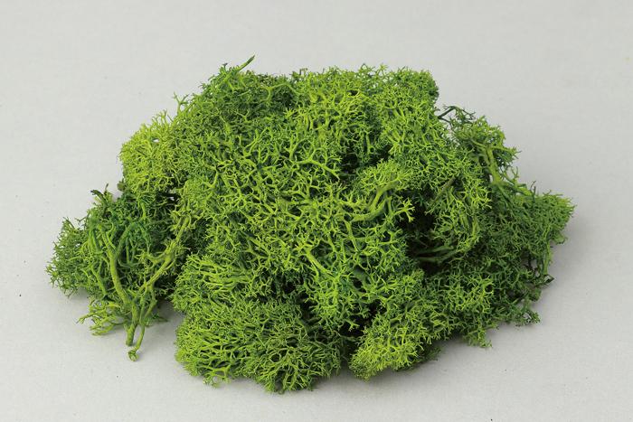 アイスランドモス　フレッシュグリーン0