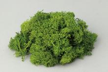 アイスランドモス　フレッシュグリーン