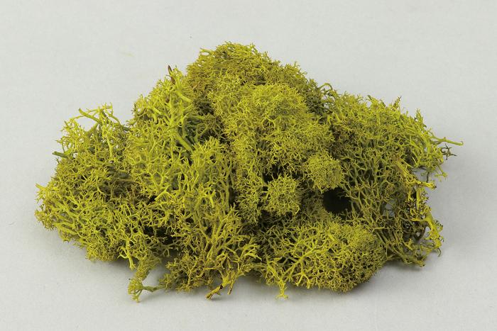 アイランドモス　スプリンググリーン0