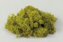 アイランドモス　スプリンググリーン