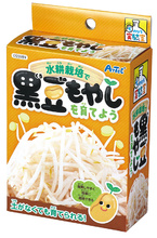 水耕栽培で黒豆もやしを育てよう