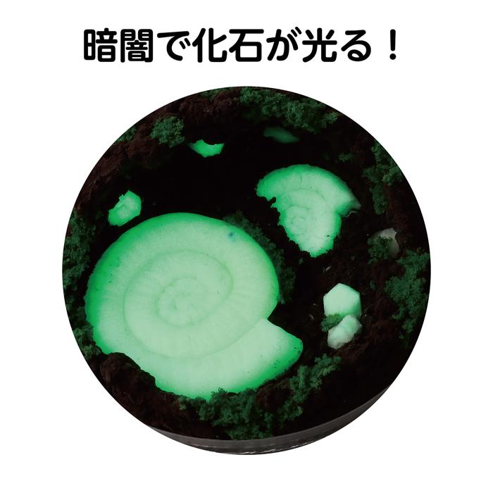 化石テラリウム2