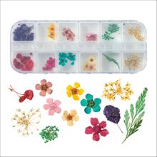 ドライフラワー　12種