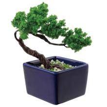 ミニ盆栽キット　松