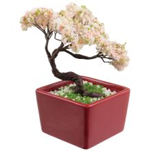 ミニ盆栽キット　桜