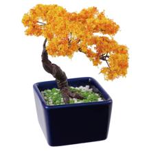 ミニ盆栽キット　椛（モミジ）