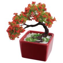 ミニ盆栽キット　梅