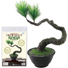 こねて育てるキット　盆栽