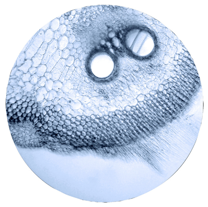 手作り顕微鏡工作キット11