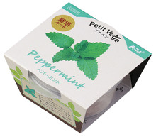 プチガーデン　ペパーミント