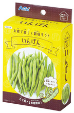 手のひら栽培　いんげん