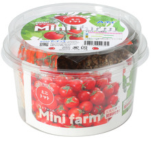 Mini farm　おうちで育てるミニトマト