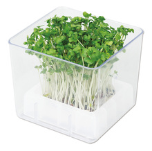 スプラウト栽培キット カイワレダイコン